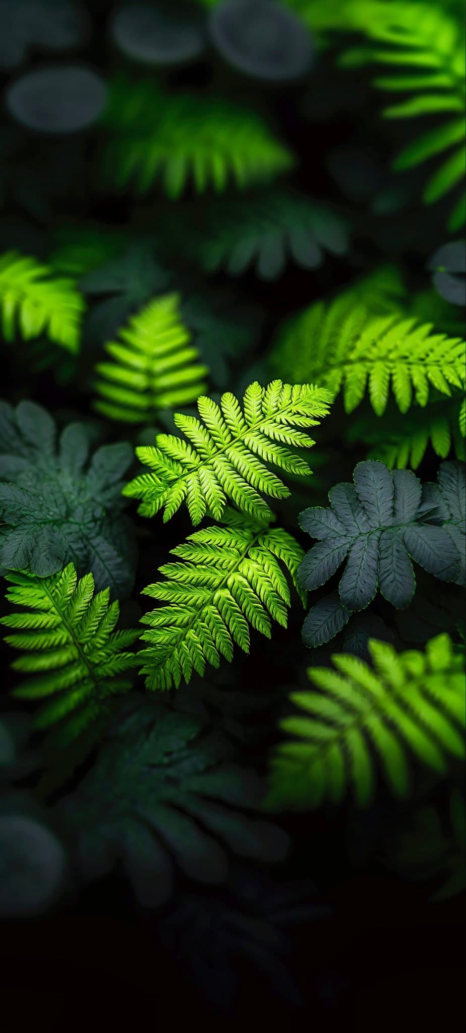 Wallpaper